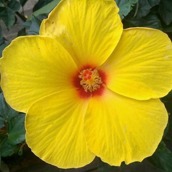 Meet your Posher, Tara - Picture 1 of 1